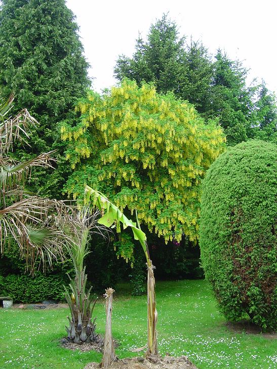 Laburnum anagyroides cytise pluie d'or