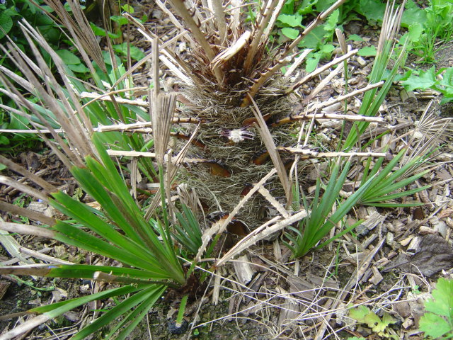 palmier, résistance, gel, exotique, climat froid, Chamaerops humilis