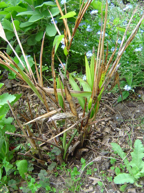 palmier, résistance, gel, exotique, climat froid, Chamaedorea radicalis