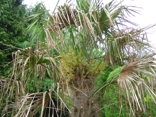 palmier, résistance, gel, exotique, climat froid, Trachycarpus fortunei