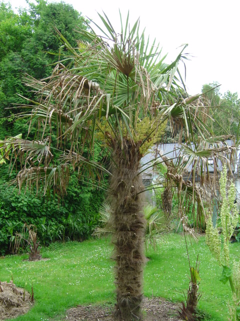 palmier, résistance, gel, exotique, climat froid, Trachycarpus fortunei