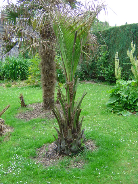 palmier, résistance, gel, exotique, climat froid, Butia