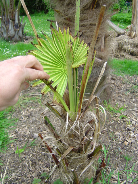 palmier, résistance, gel, exotique, climat froid, Trachycarpus fortunei