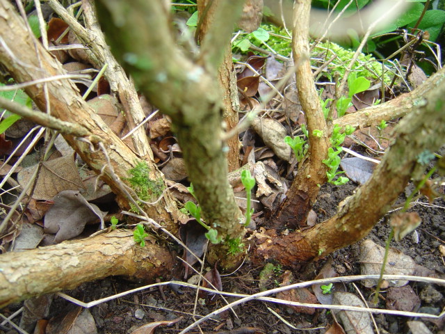 palmier, résistance, gel, exotique, climat froid, Feijoa sellowiana