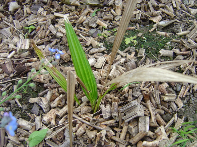 palmier, résistance, gel, exotique, climat froid, Trachycarpus wagnerianus