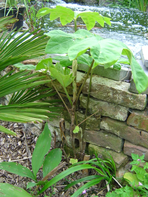 palmier, résistance, gel, exotique, climat froid, Tetrapanax papyrifera