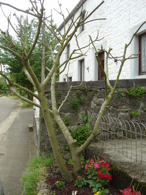 palmier, résistance, gel, exotique, climat froid, figuier, Ficus carica