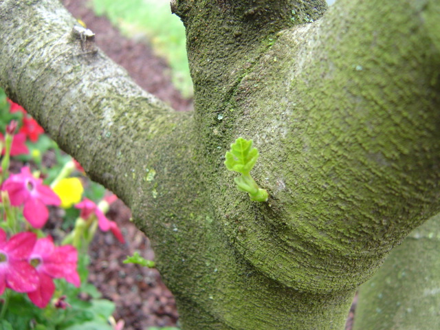 palmier, résistance, gel, exotique, climat froid, figuier, Ficus carica