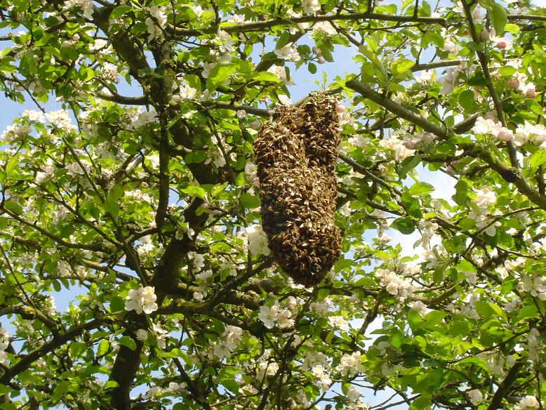 essaim d'abeilles