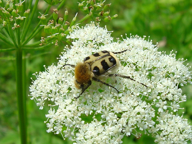 Trichie fasci�e (Trichius fasciatus)