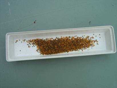 pollen