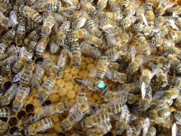 Reine abeilles