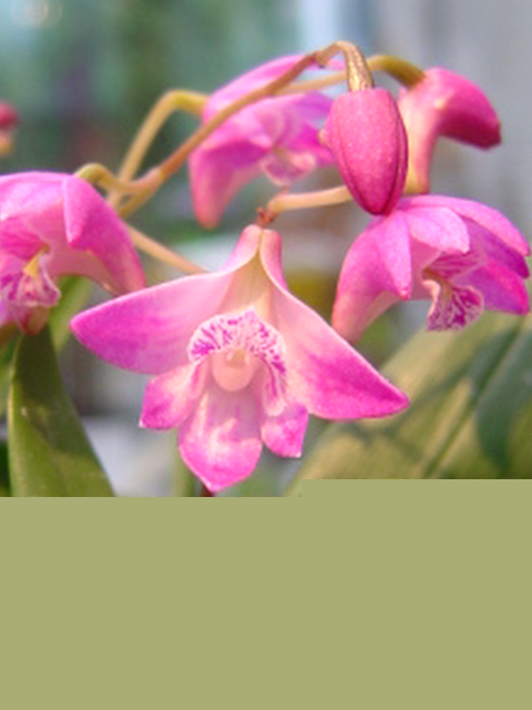 Dendrobium kingianum