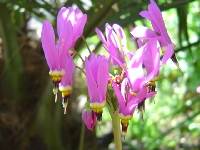 Dodecatheon