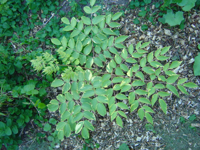 Aralia elata "aureovariegata"