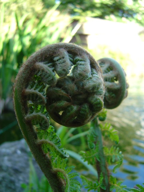 Dicksonia antartica