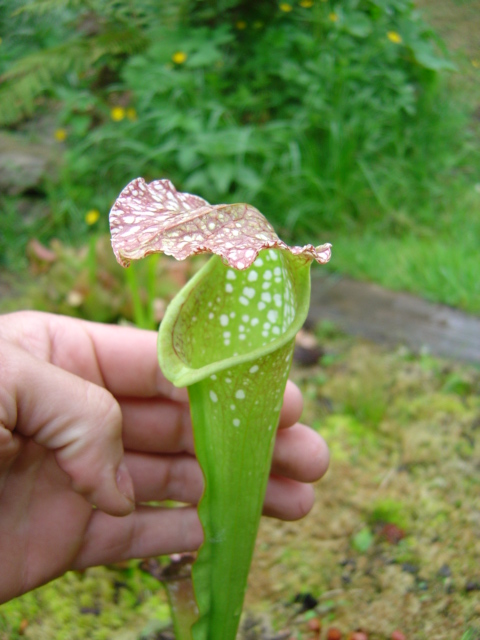 tourbière artificielle, plante carnivore, Sarracenia X excellens (S. minor X S. leucophylla) 