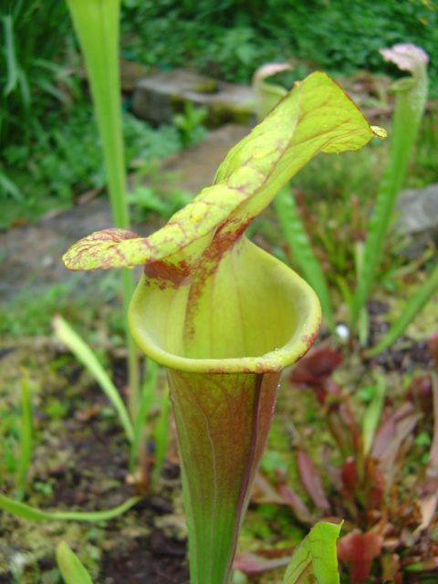 Sarracenia flava"cuprea"