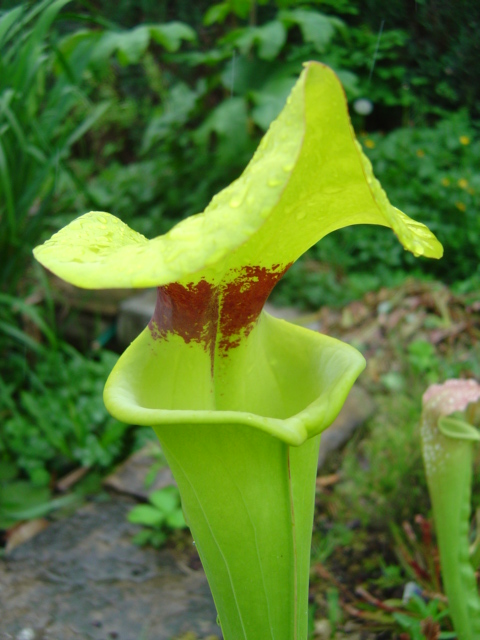 Sarracenia flava "rugelii"