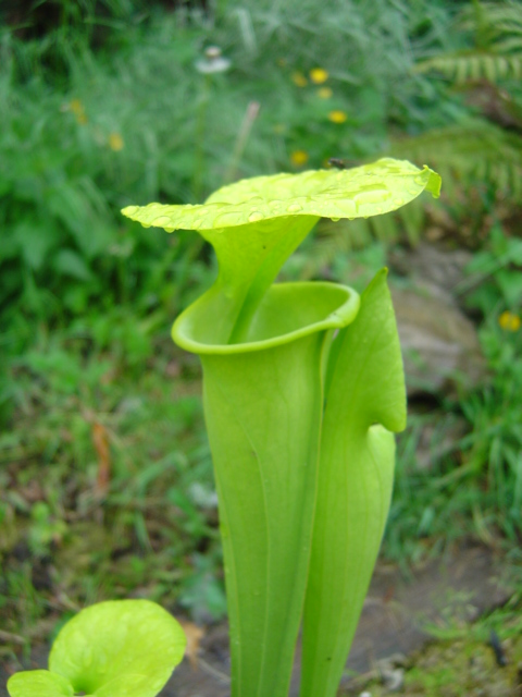 Sarracenia flava "maxima"