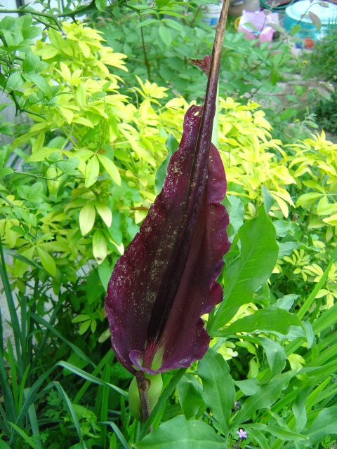Dracunculus vulgaris