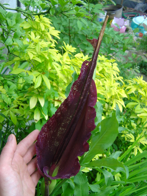 Dracunculus vulgaris