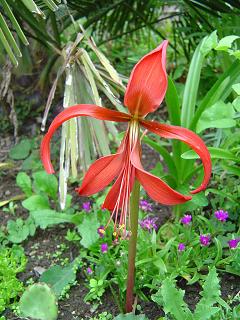 Sprekelia formosissima