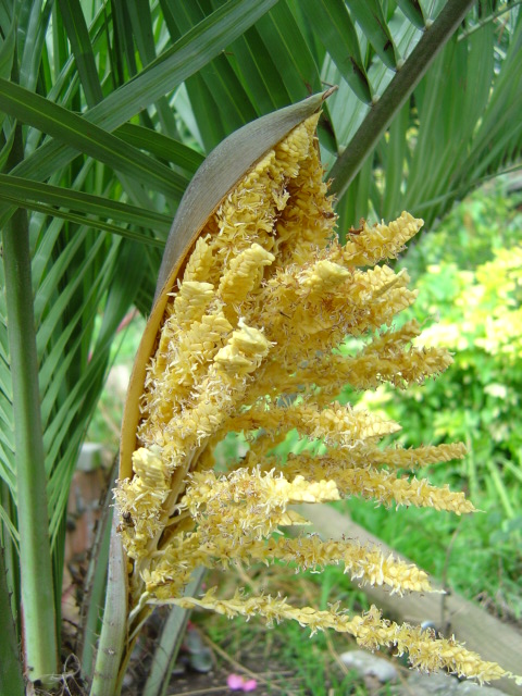 Butia odorata floraison