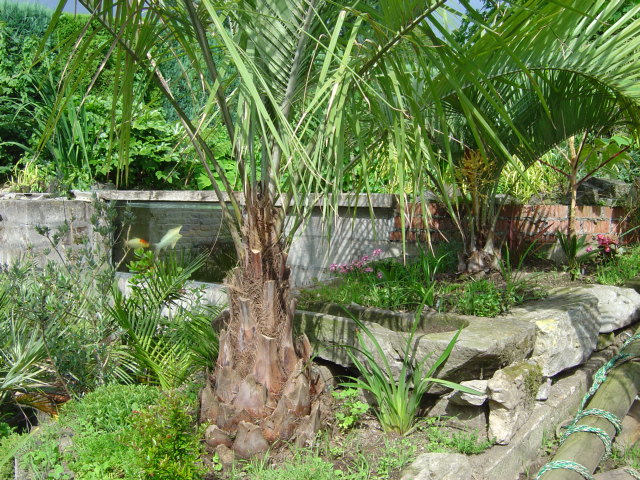 Butia eriospatha et odorata, plusieurs Sedum sp., Dianella