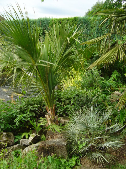 Sabal sp., Chamaerops cerifera et Chamaedorea sp. 