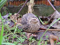 Caille des bl�s (Coturnix coturnix)