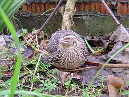 Caille des bl�s (Coturnix coturnix)