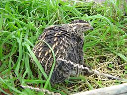 Caille des bl�s (Coturnix coturnix)