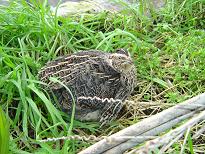 Caille des bl�s (Coturnix coturnix)