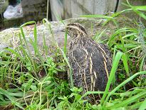 Caille des bl�s (Coturnix coturnix)
