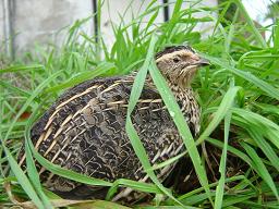 Caille des bl�s (Coturnix coturnix)
