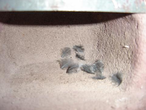 nichoir vivara plumes