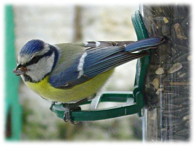 Parus caeruleus