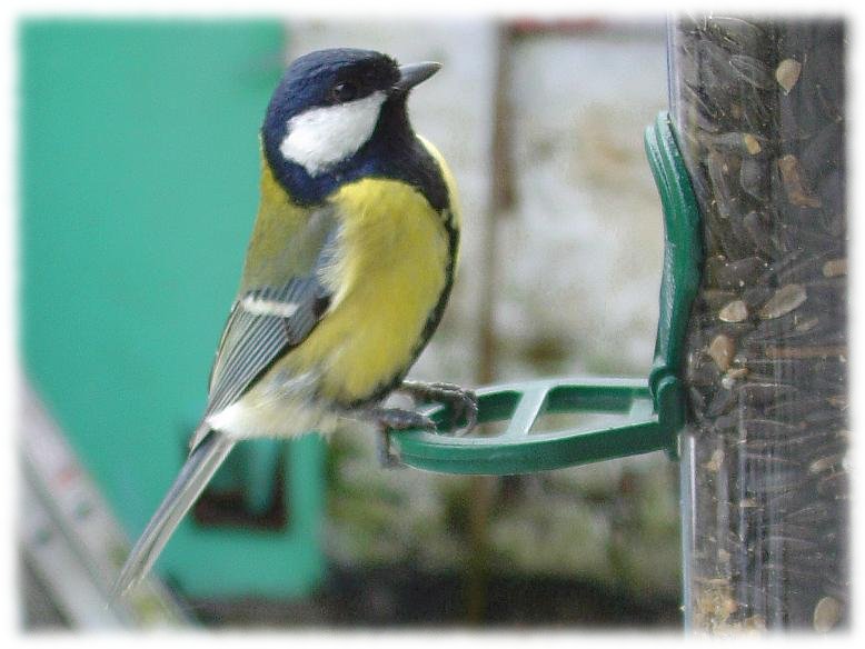 Parus major