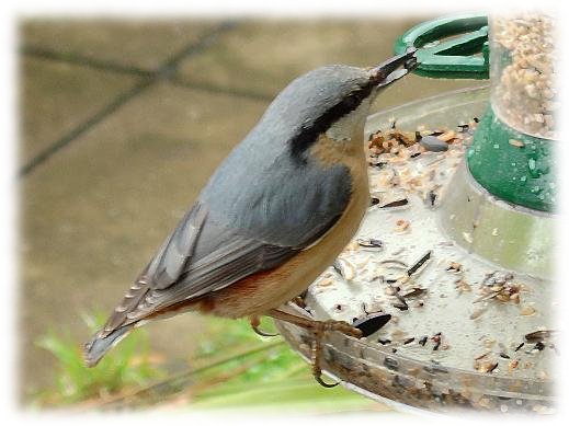 Sitta europaea