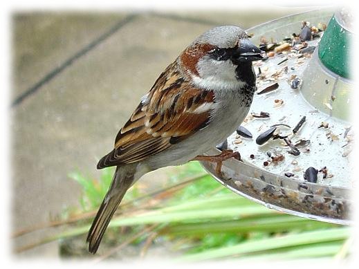 Passer domesticus