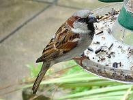 Moineau domestique-Passer domesticus