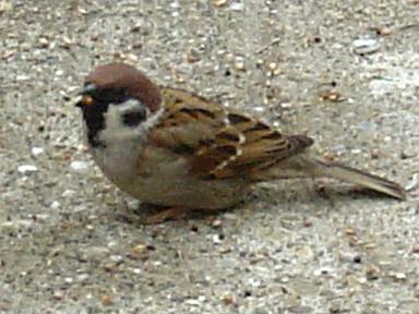 Passer montanus