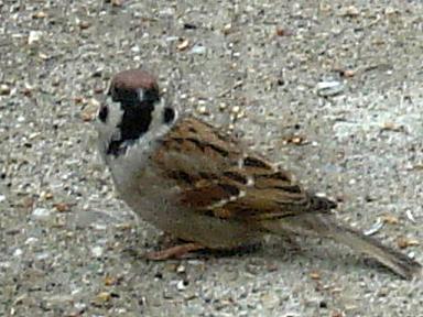 Passer montanus