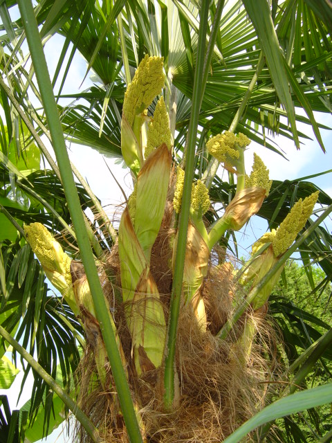 Trachycarpus fortunei