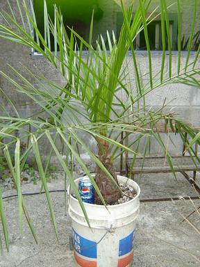 Jubaea chilensis