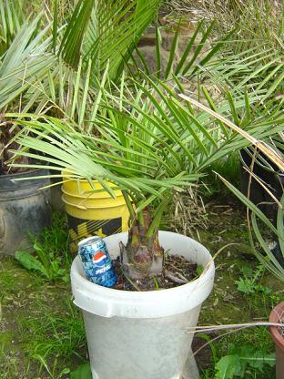 Jubaea chilensis