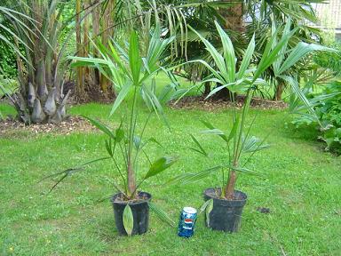 Trachycarpus fortunei