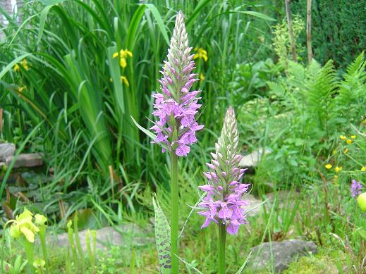 Dactylorhiza maculata