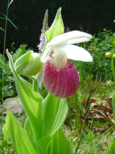 Cypripedium reginae